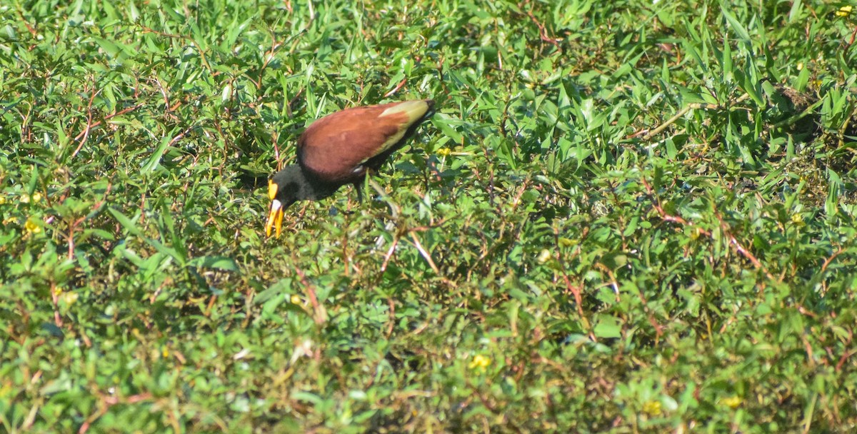 Northern Jacana - ML612799817