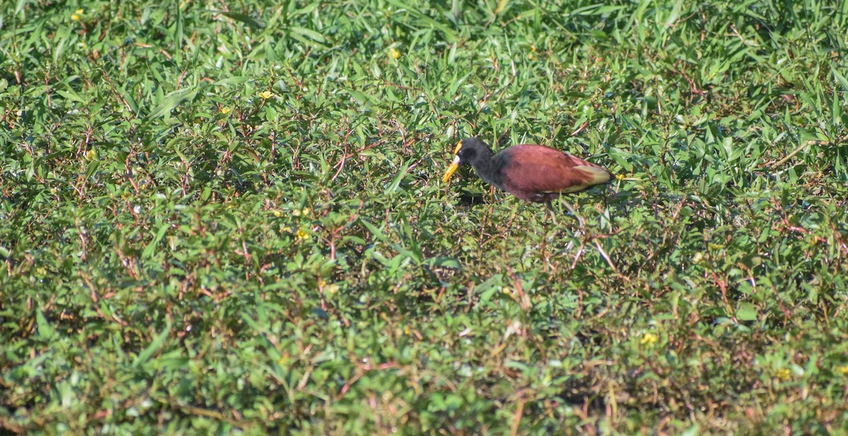 Jacana du Mexique - ML612799819