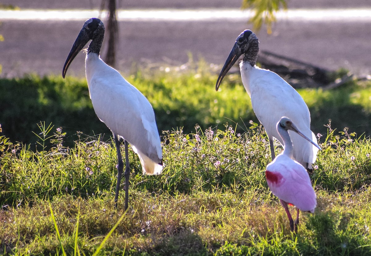 Roseate Spoonbill - ML612799823