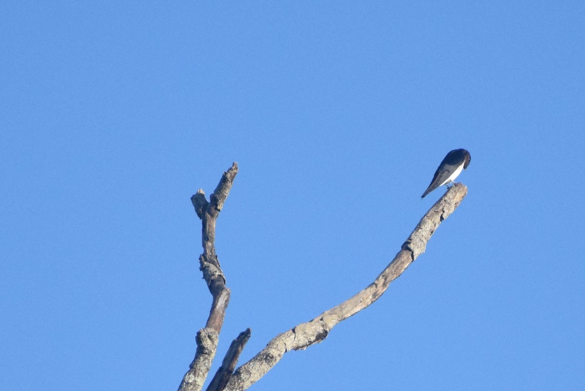 Gray-breasted Martin - ML612799837