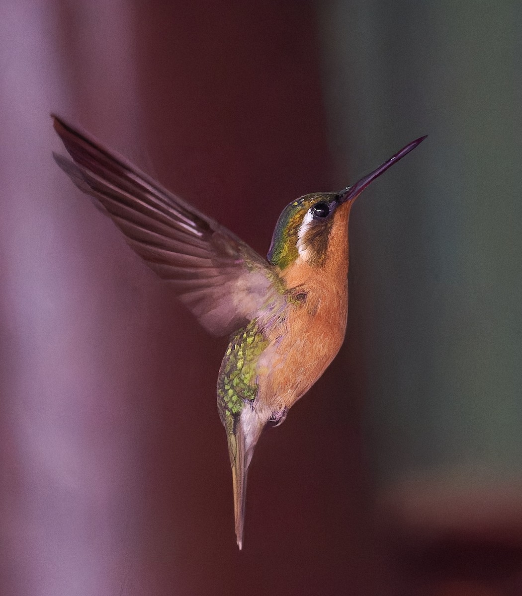 White-throated Mountain-gem - Andrew Haffenden