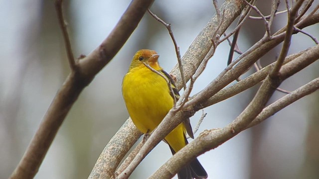 Piranga à tête rouge - ML612799894