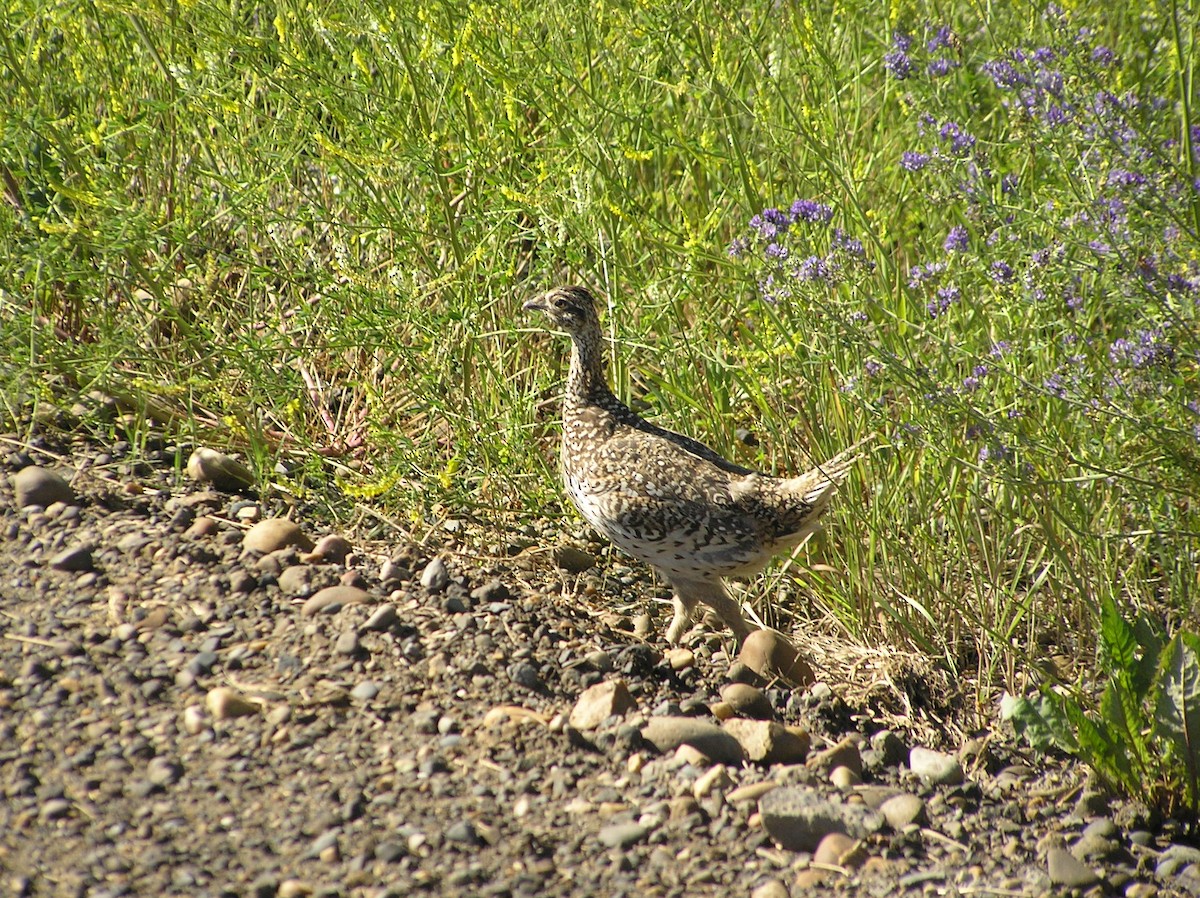 Sharp-tailed Grouse - Thomas Plath