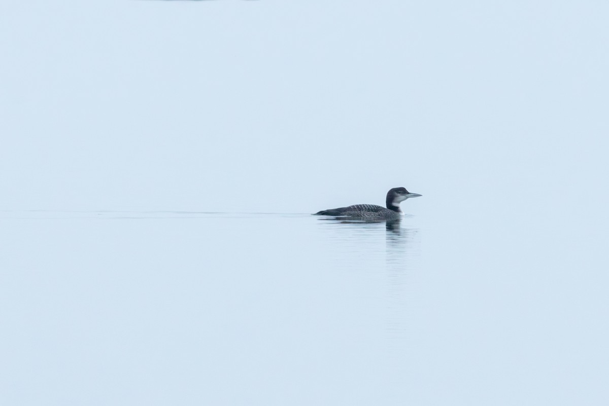 Common Loon - Joshua Phillips