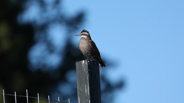 Dark-bellied Cinclodes - ML612799956