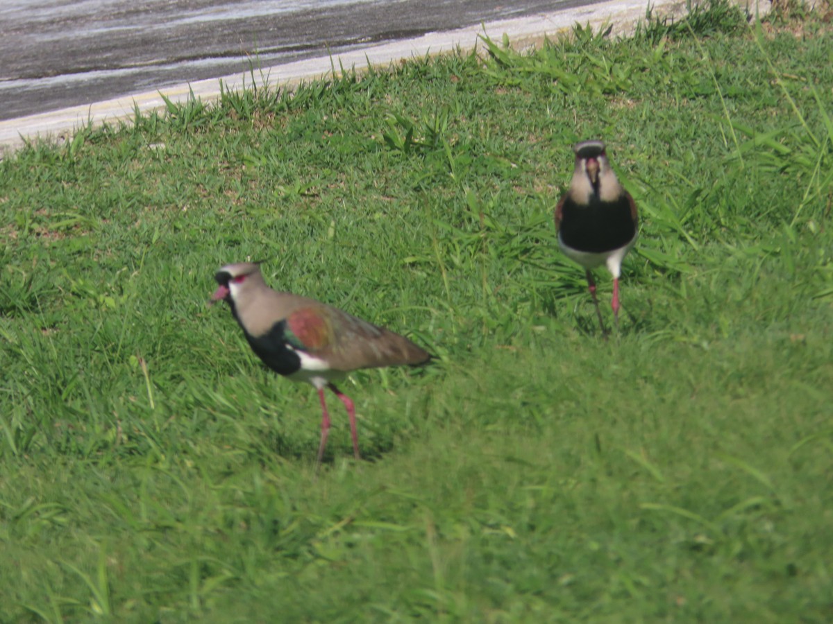 Southern Lapwing - ML612800002