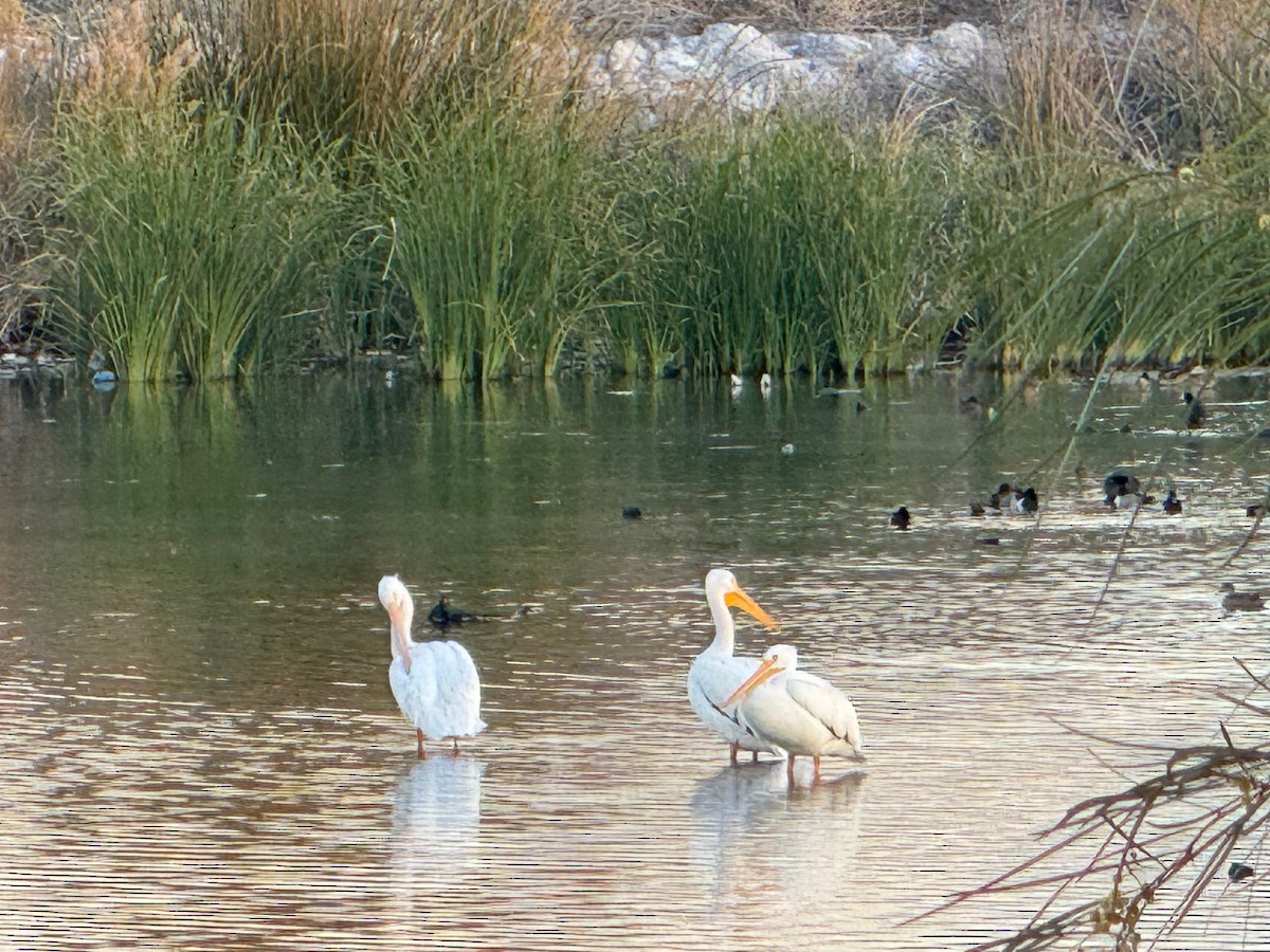 American White Pelican - ML612800030