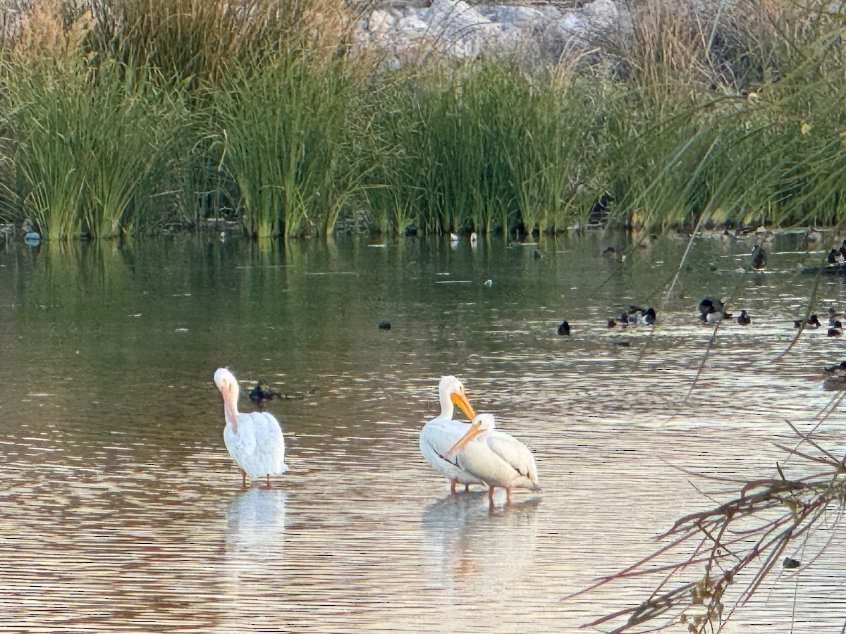 American White Pelican - ML612800031