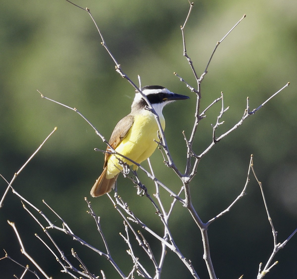 Great Kiskadee - Adam Dudley