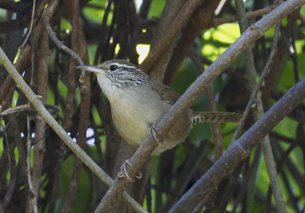 Sinaloa Wren - Adam Dudley