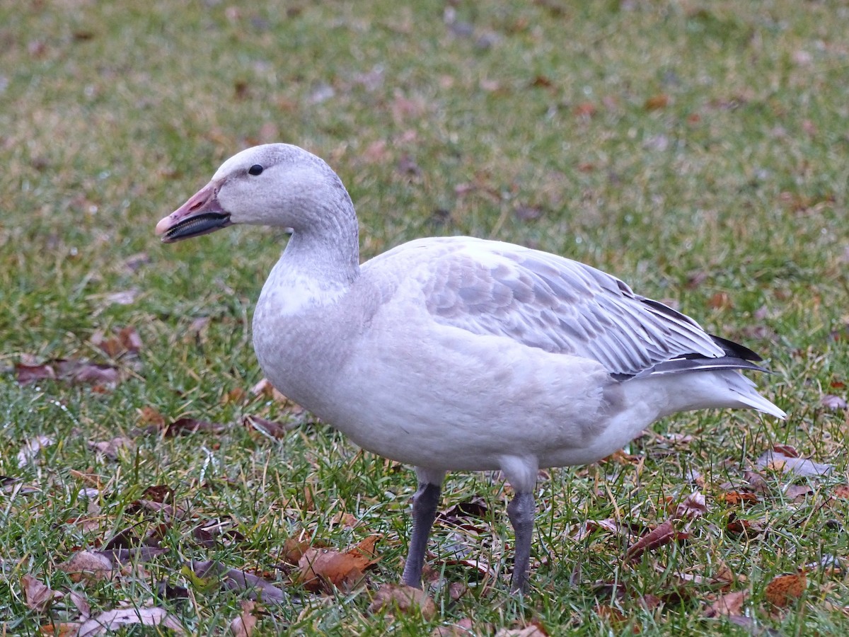 Snow Goose - ML612800272