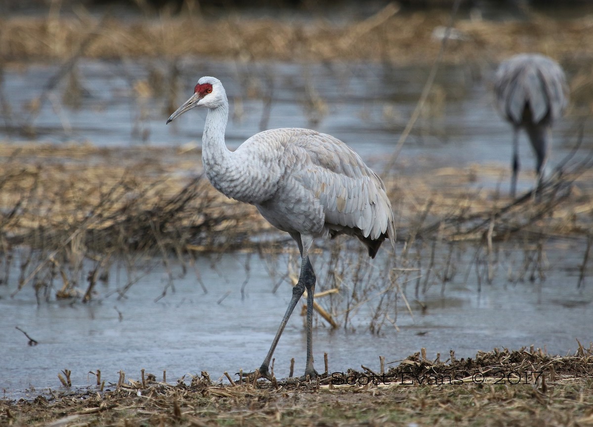 Sandhill Crane - Scott Evans