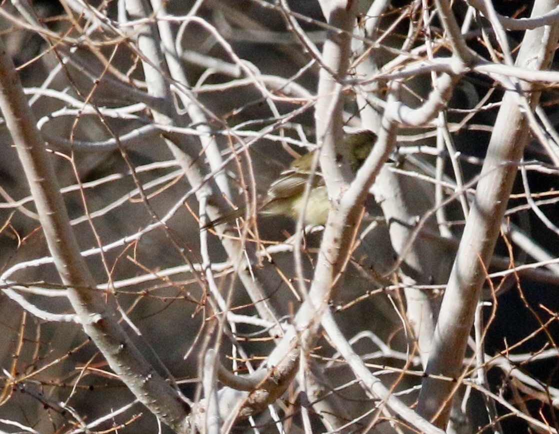 Empidonax sp. - Russell Kokx