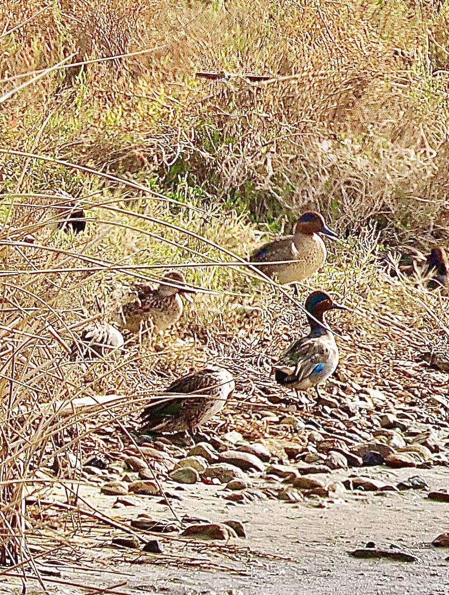 Green-winged Teal - ML612800339