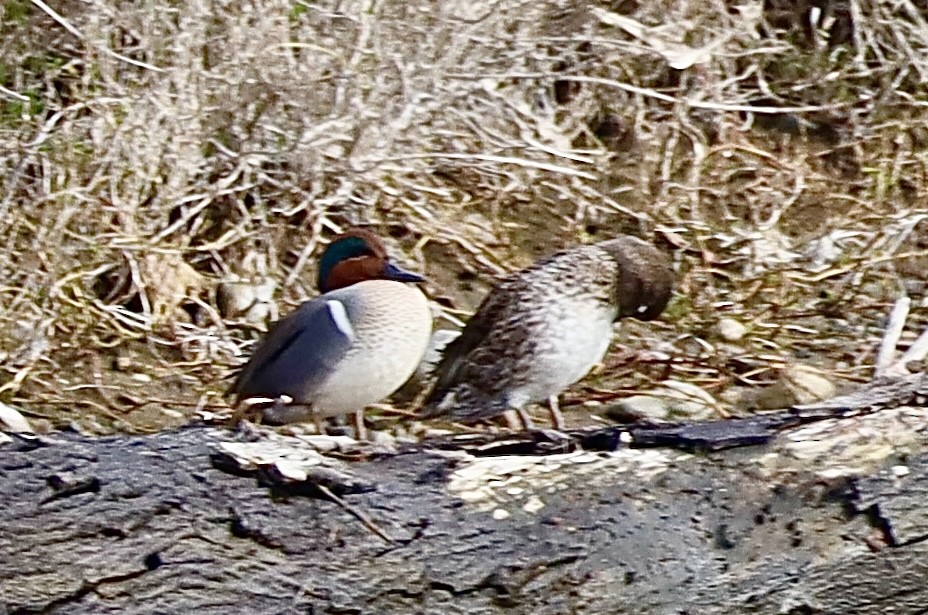 Green-winged Teal - ML612800340