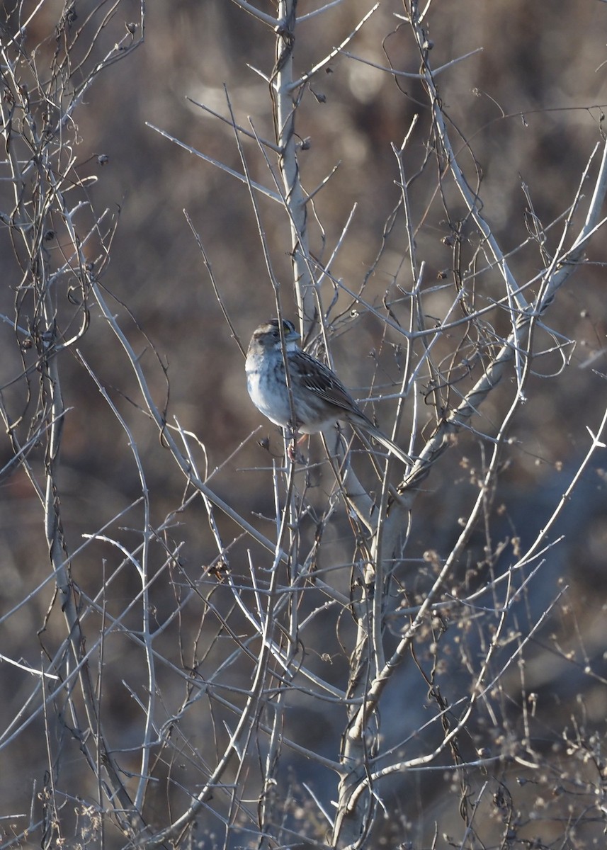 White-throated Sparrow - ML612800399