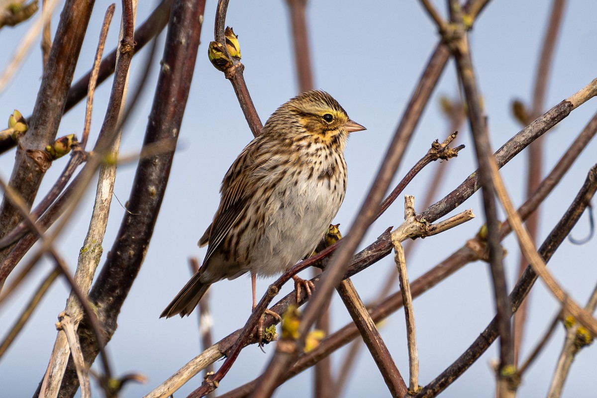 Savannah Sparrow - Breck Haining