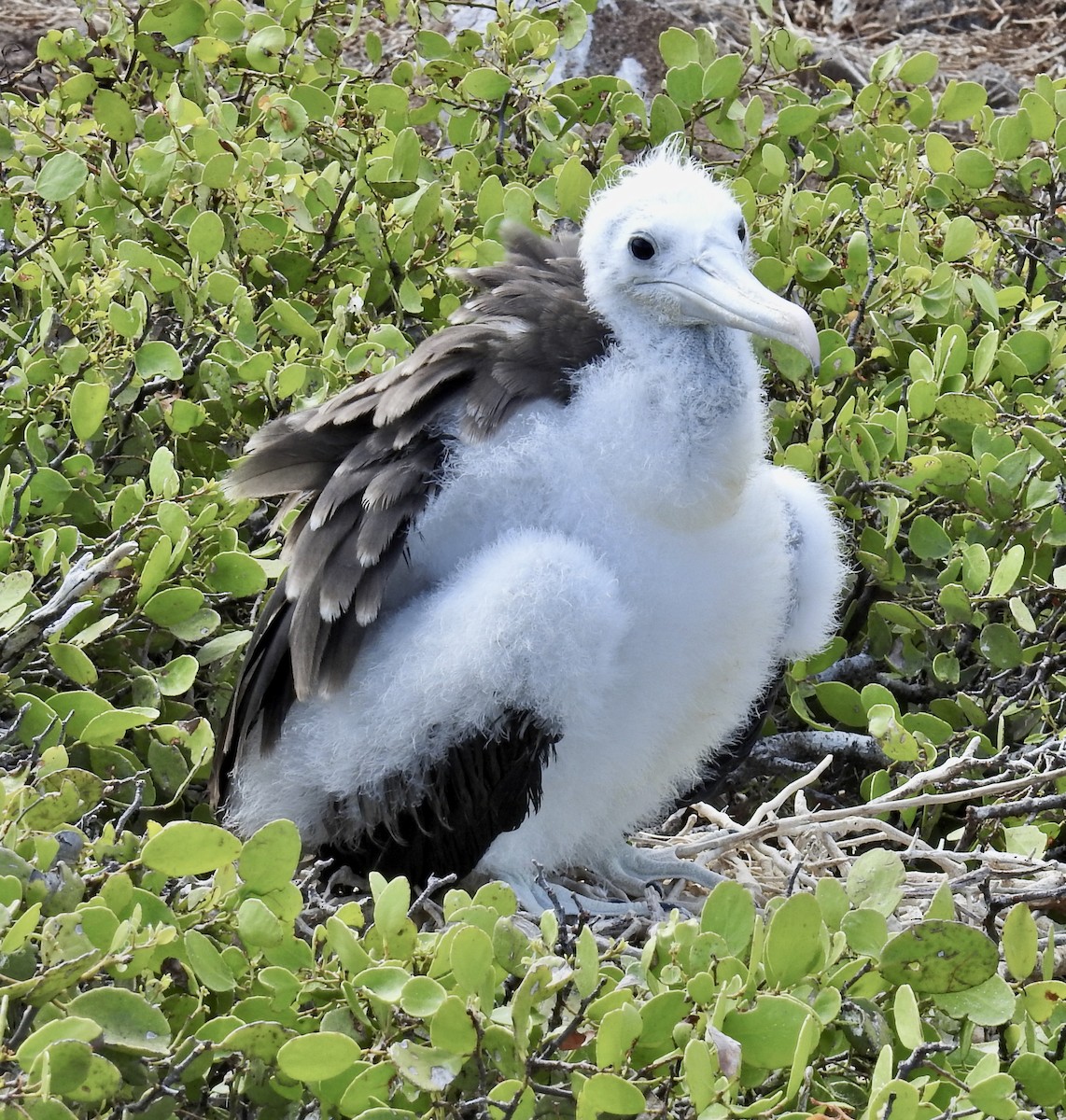 frigatebird sp. - ML612800526