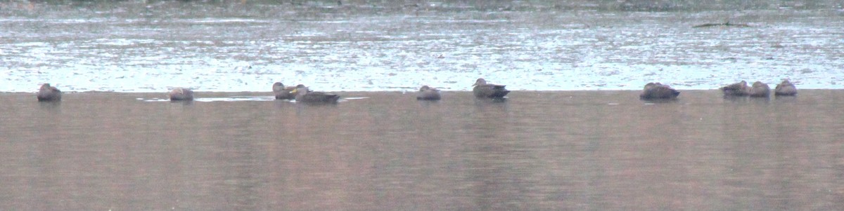 American Black Duck - Samuel Harris