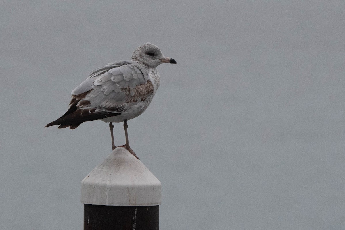 Ring-billed Gull - ML612800615