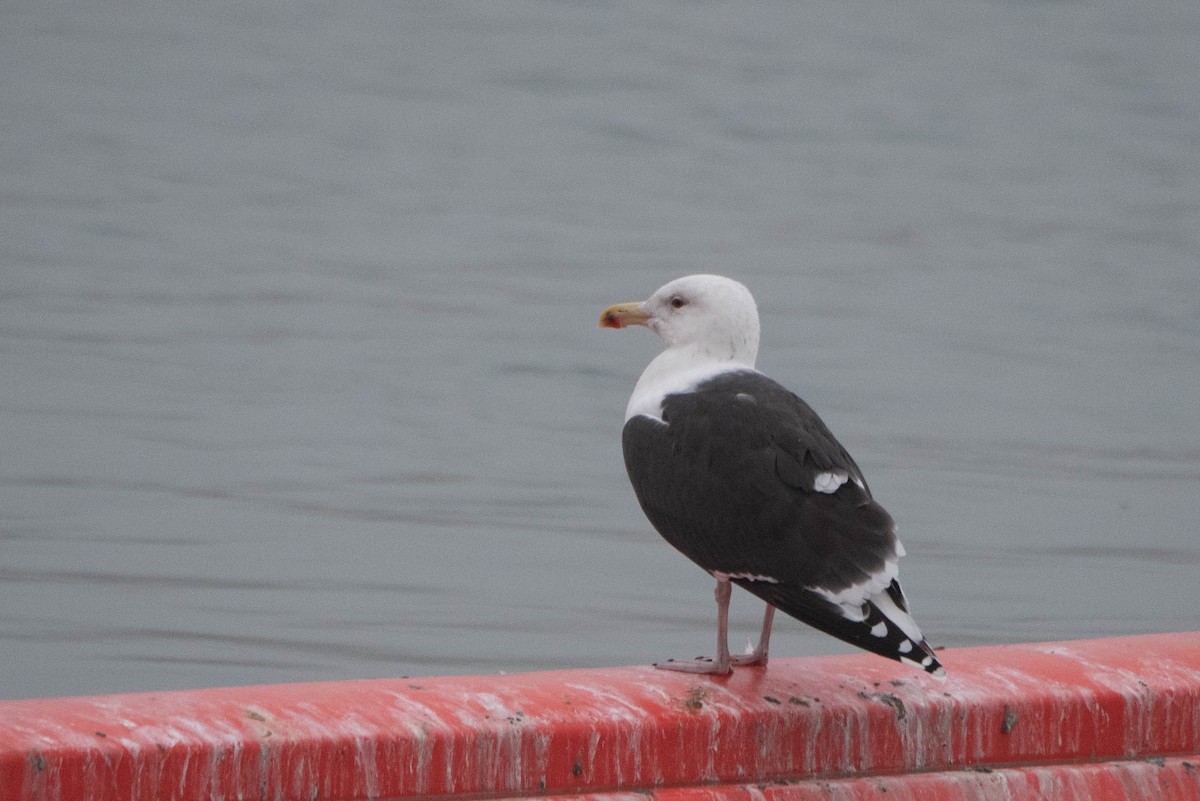 Great Black-backed Gull - Andrea Heine