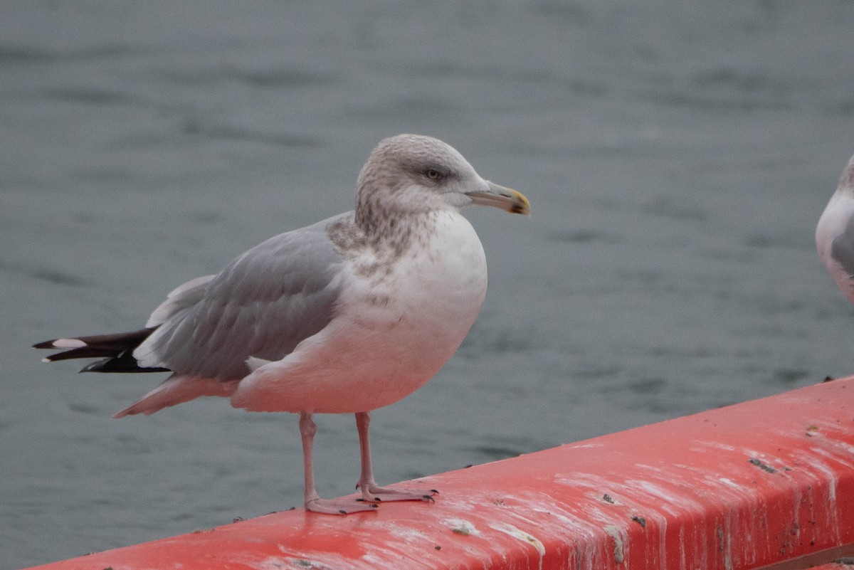 Herring Gull - Andrea Heine