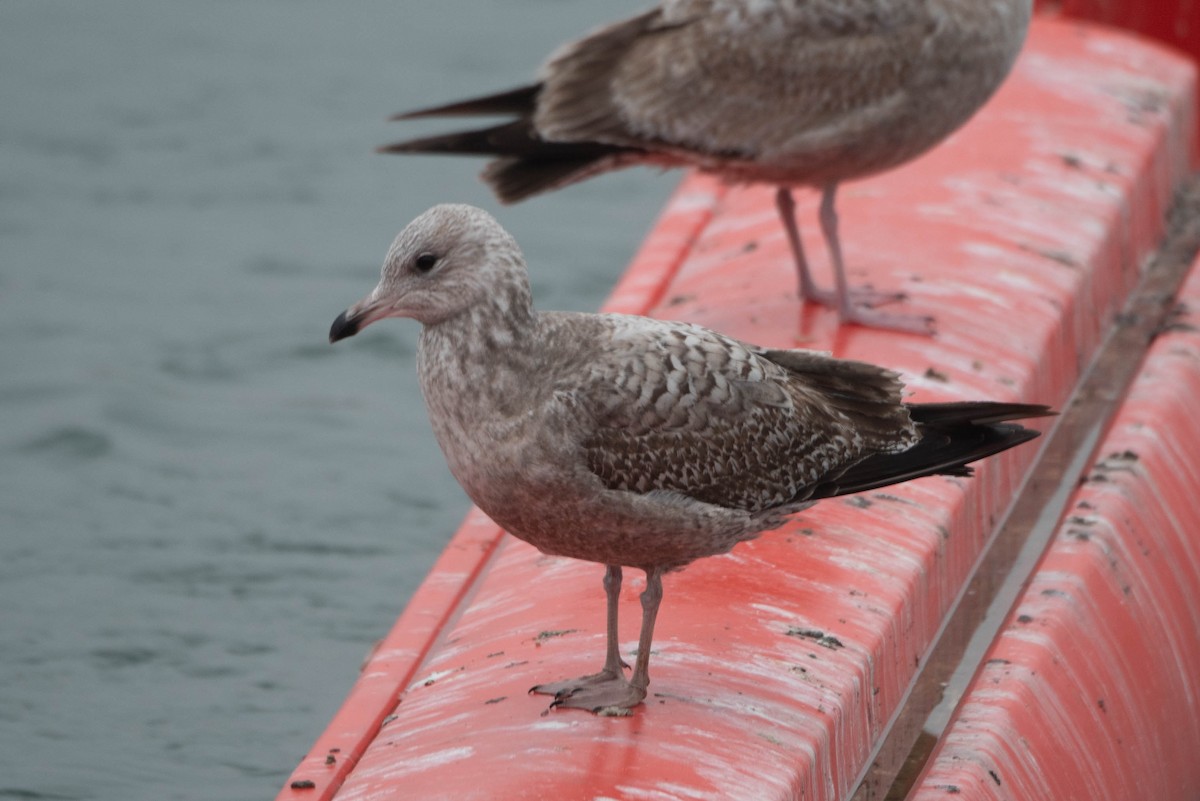 American Herring Gull - ML612800647