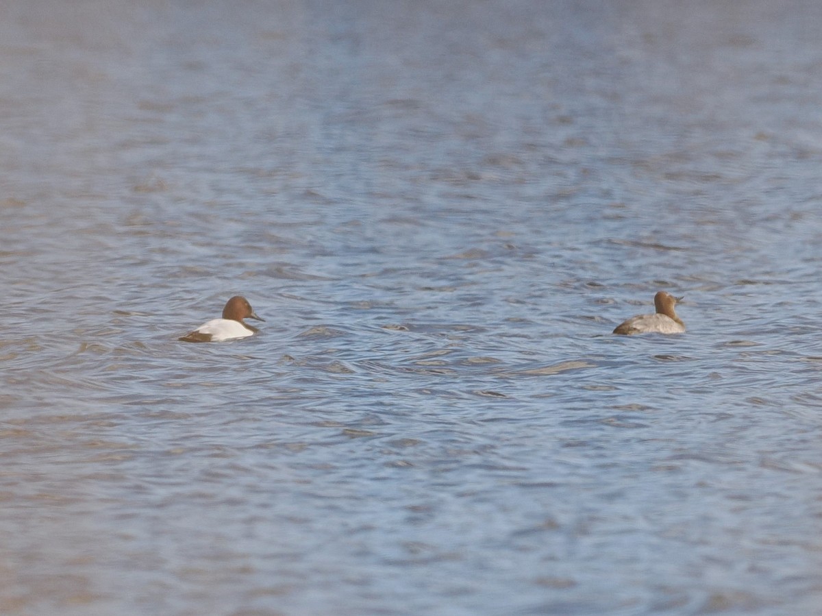 Canvasback - ML612800649