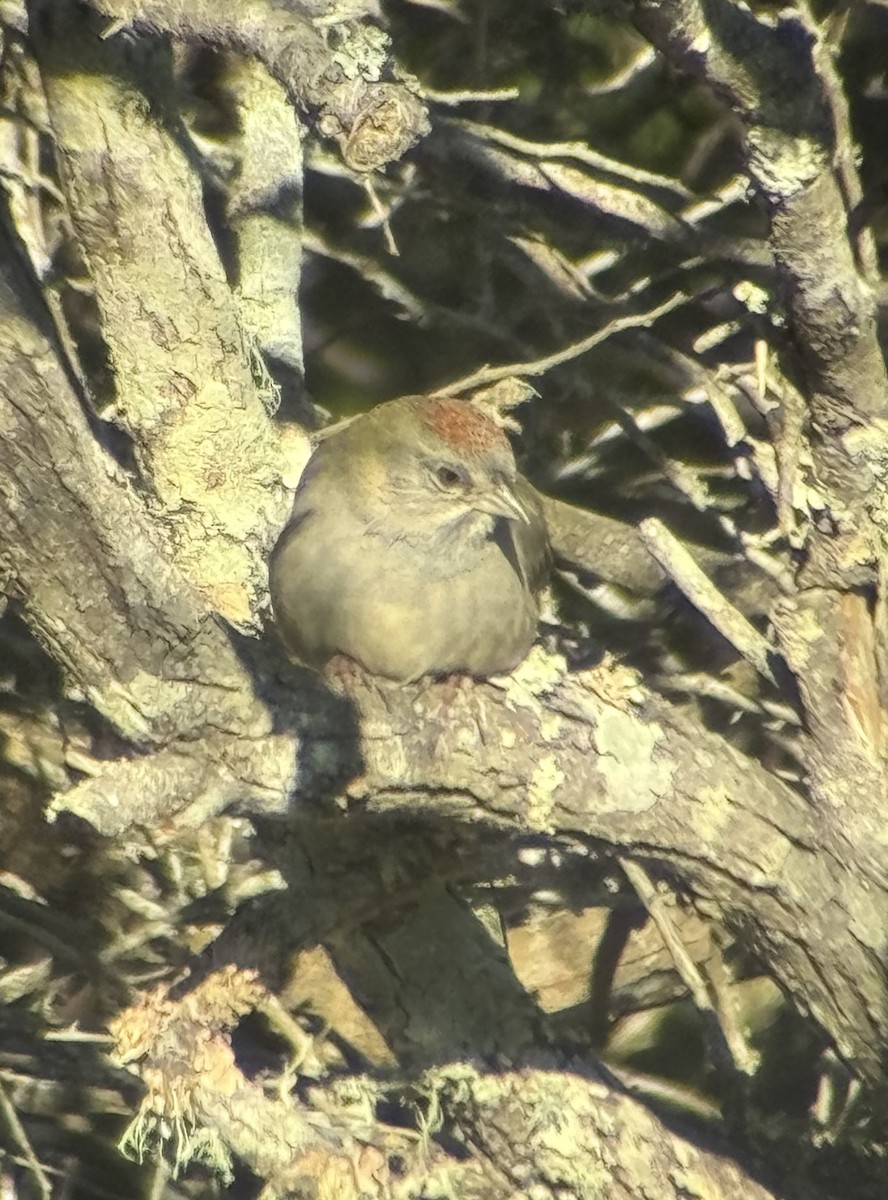 Green-tailed Towhee - ML612800689