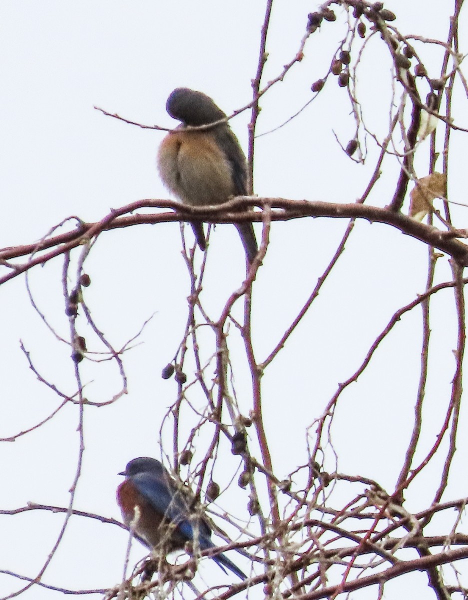 Western Bluebird - Nancy & Bill LaFramboise