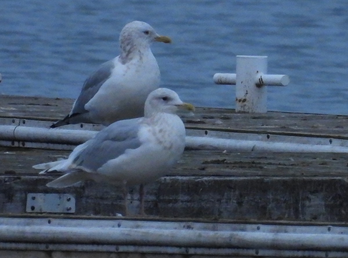 Iceland Gull (kumlieni) - ML612800737