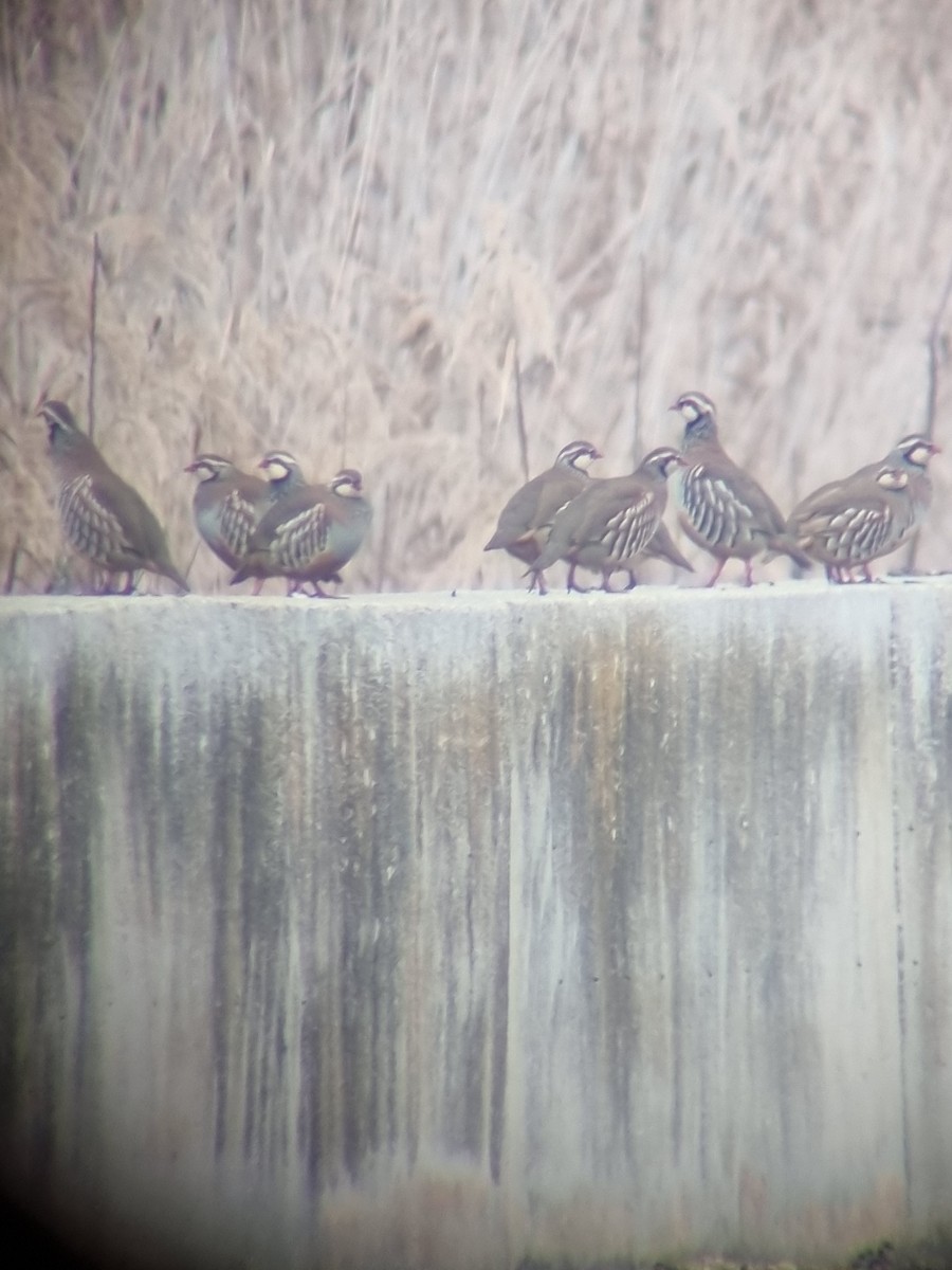 Red-legged Partridge - ML612800766