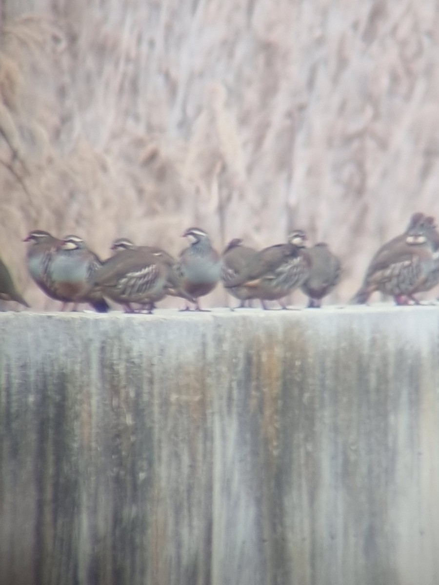 Red-legged Partridge - ML612800767