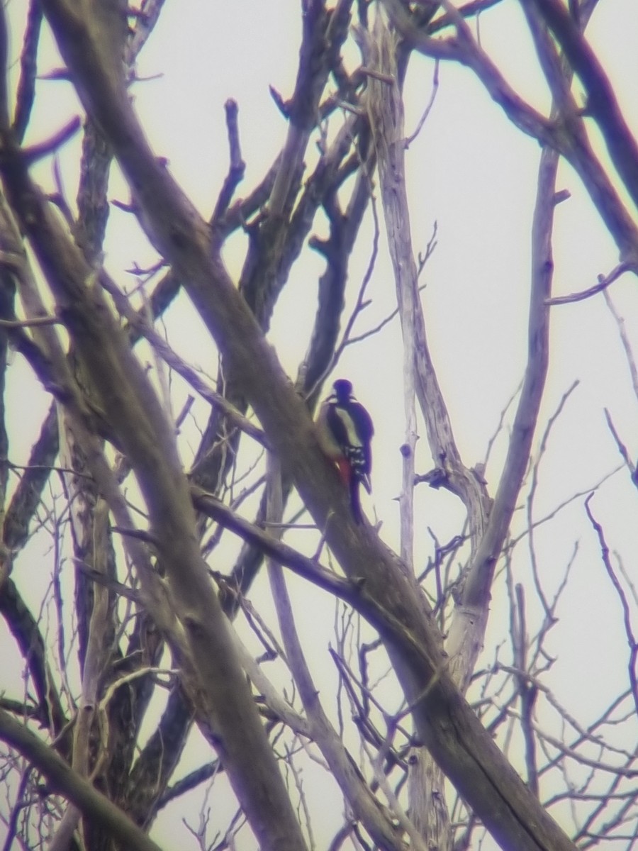 Great Spotted Woodpecker - Luis Miguel Pérez Peinado