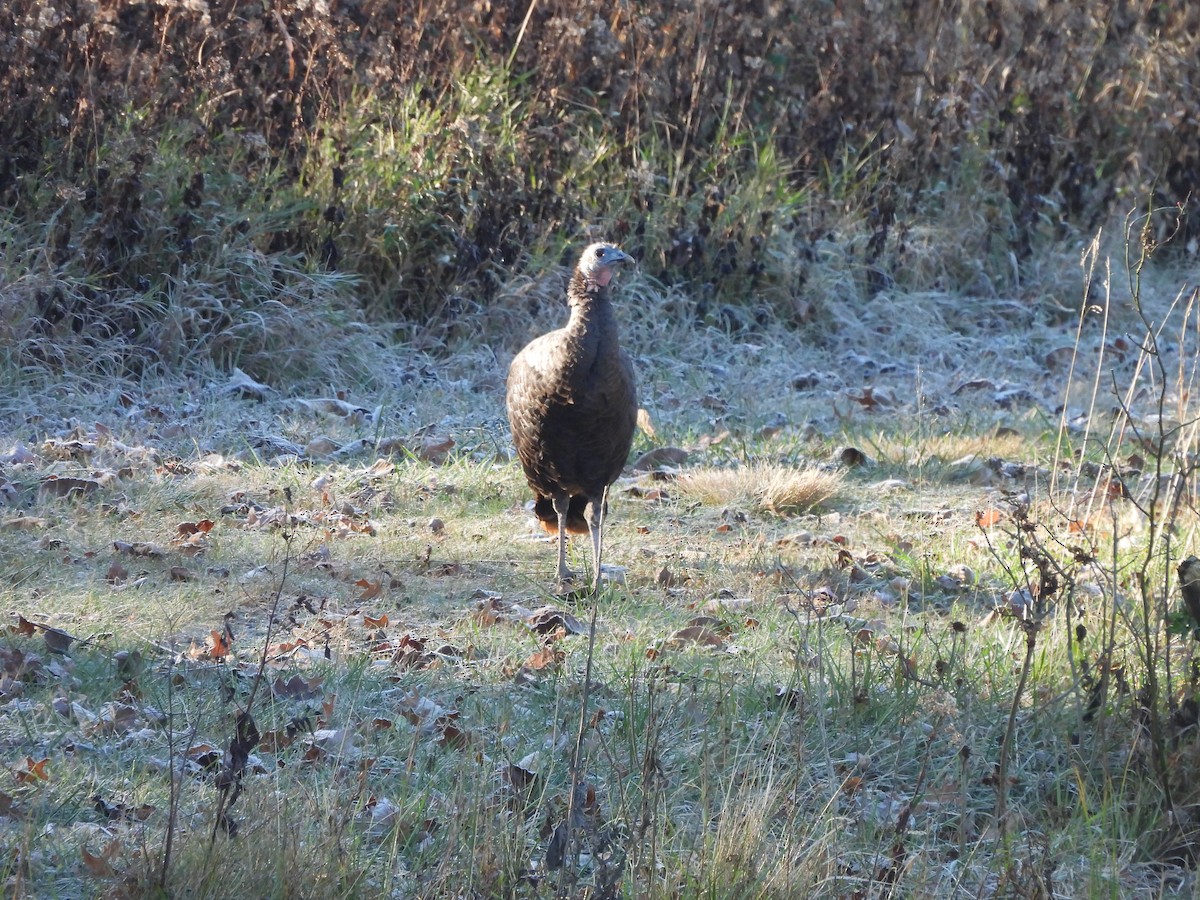 Wild Turkey - ML612800845