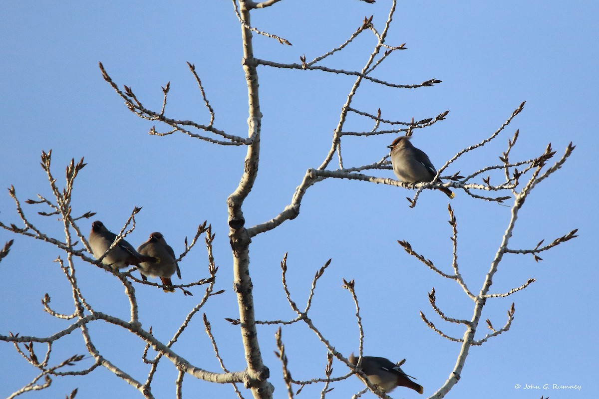 Bohemian Waxwing - ML612800847