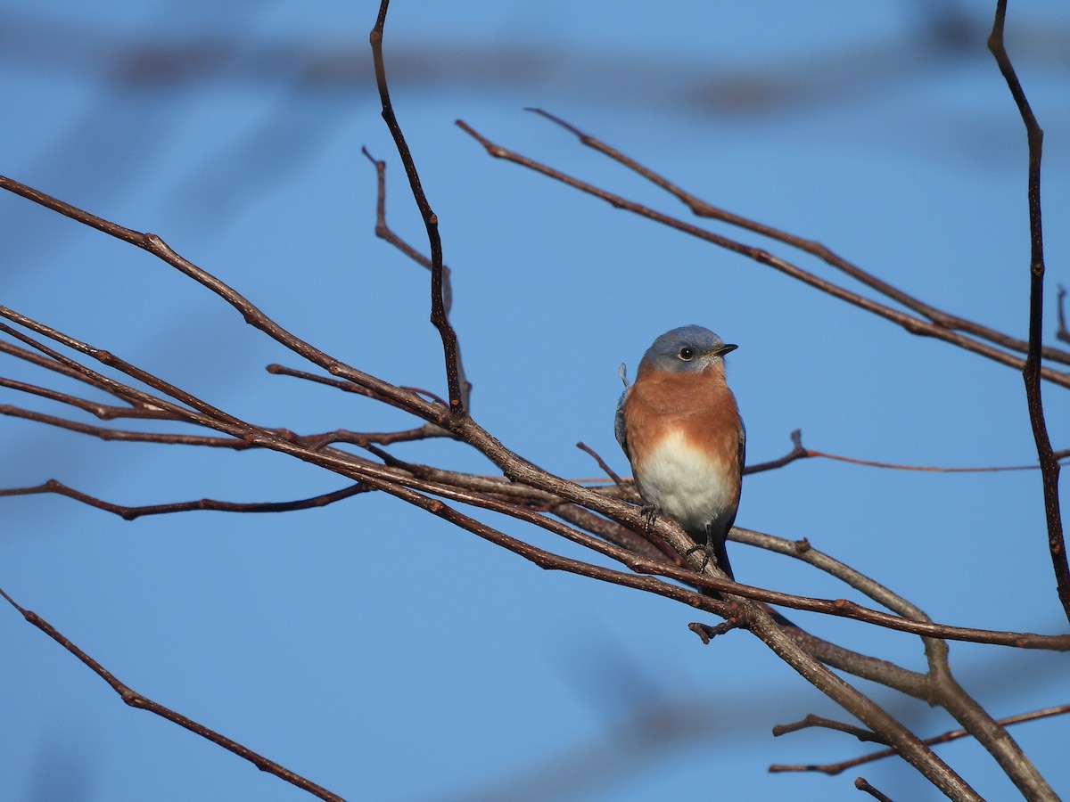 Eastern Bluebird - ML612800863