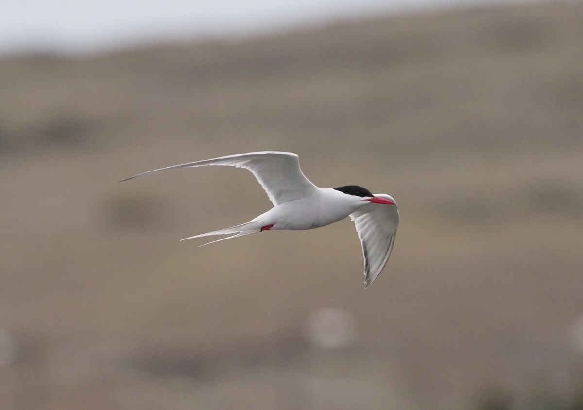 South American Tern - Lawrence Rhoads
