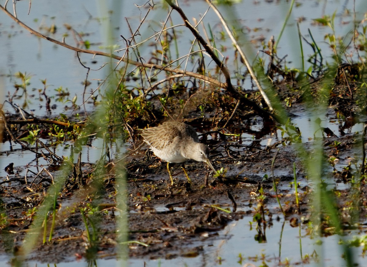Long-billed Dowitcher - ML612800901