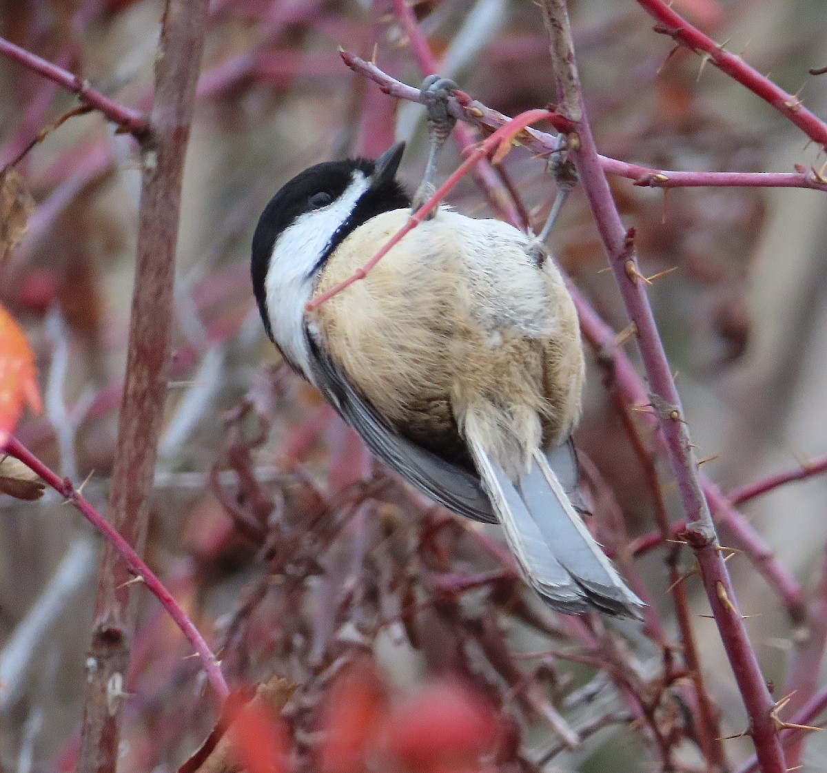 Black-capped Chickadee - ML612800941