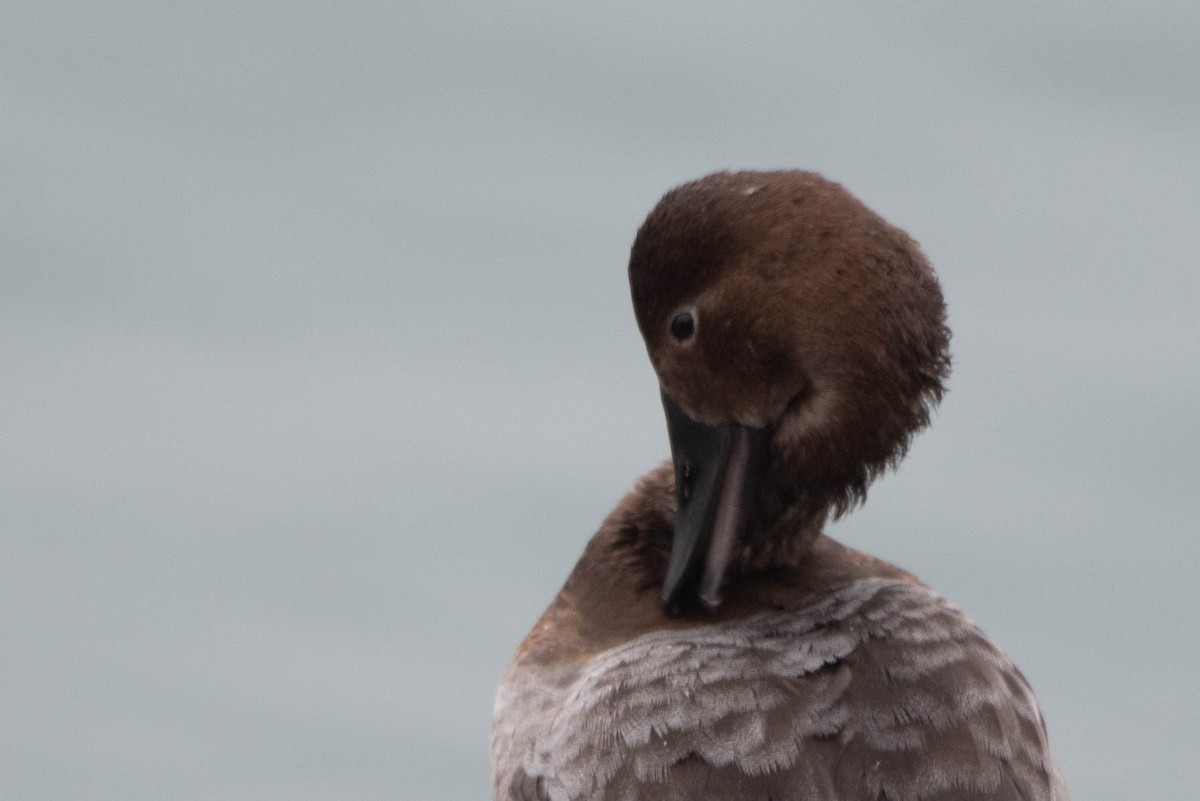 Canvasback - ML612801057