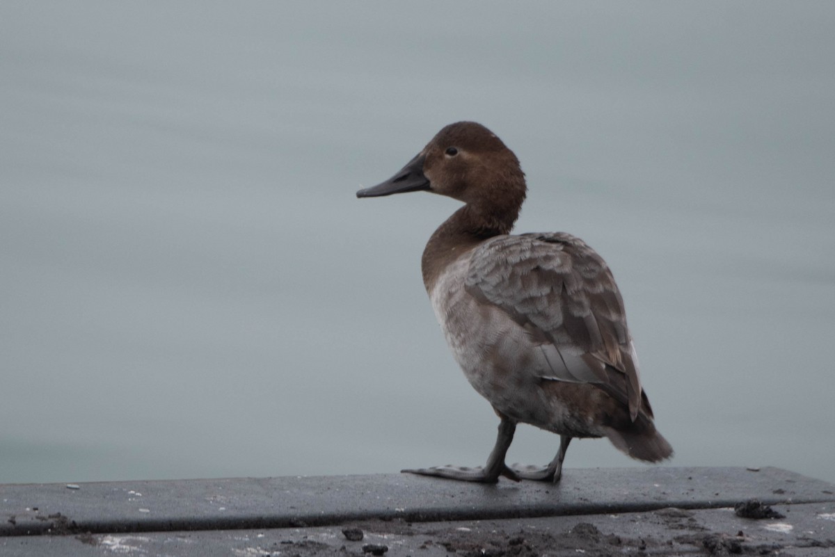 Canvasback - ML612801058