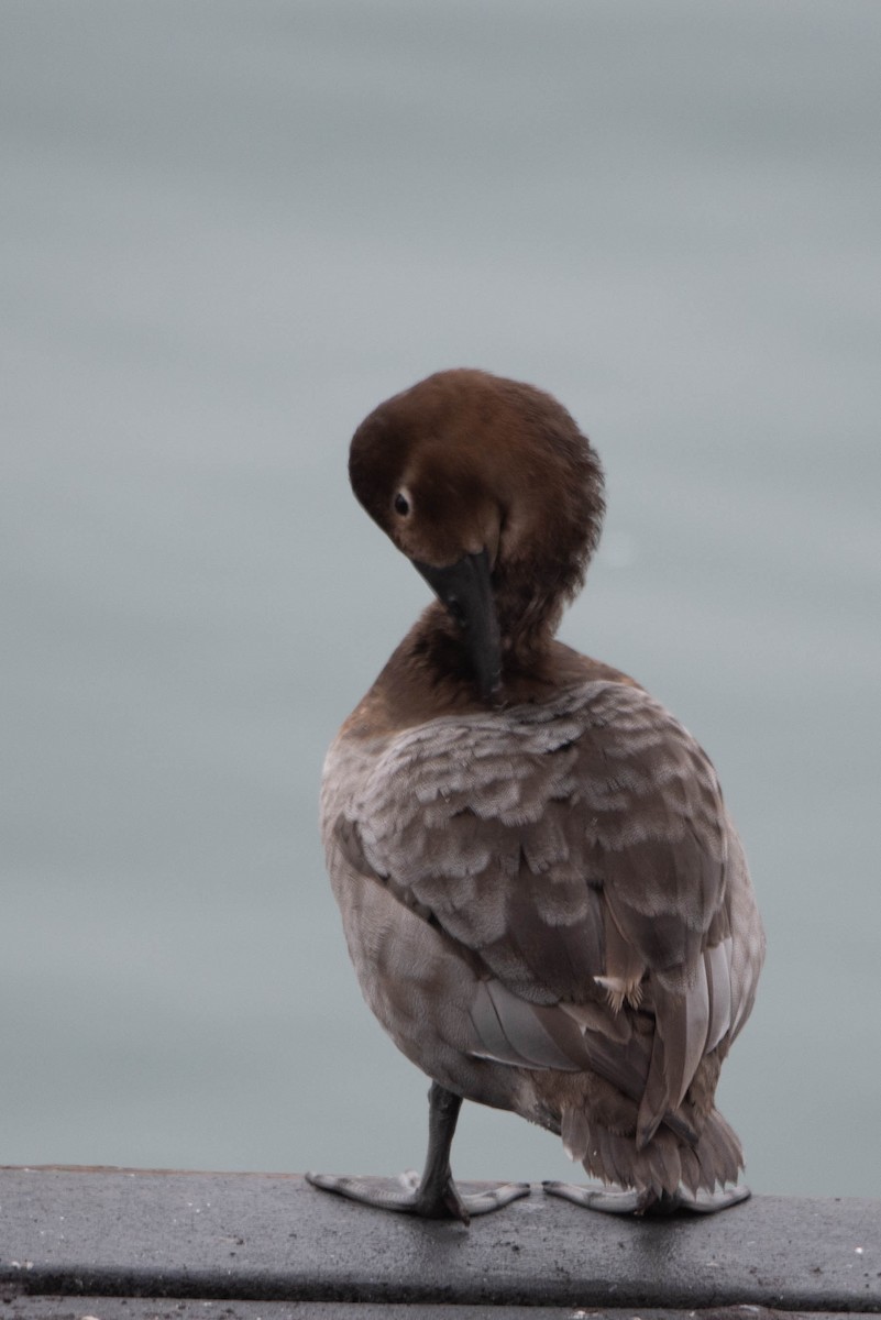 Canvasback - ML612801059