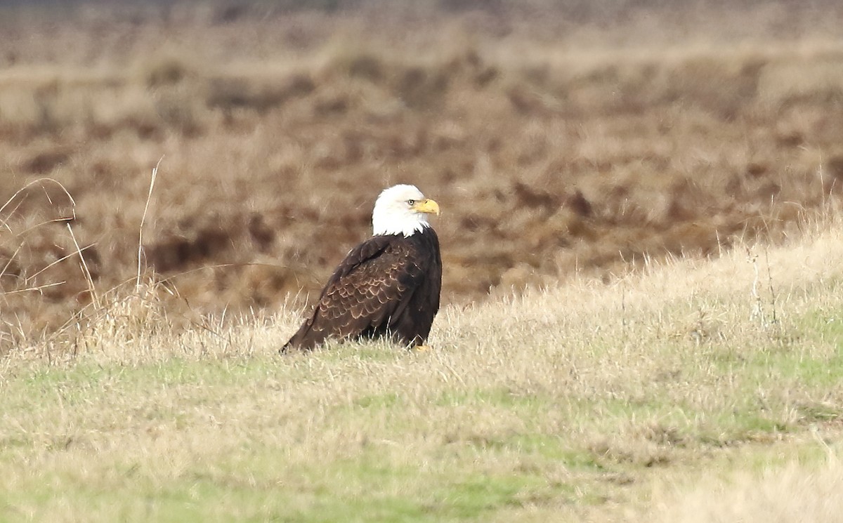 Bald Eagle - Andrew Engilis