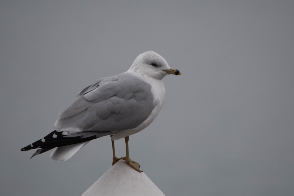 Ring-billed Gull - ML612801098