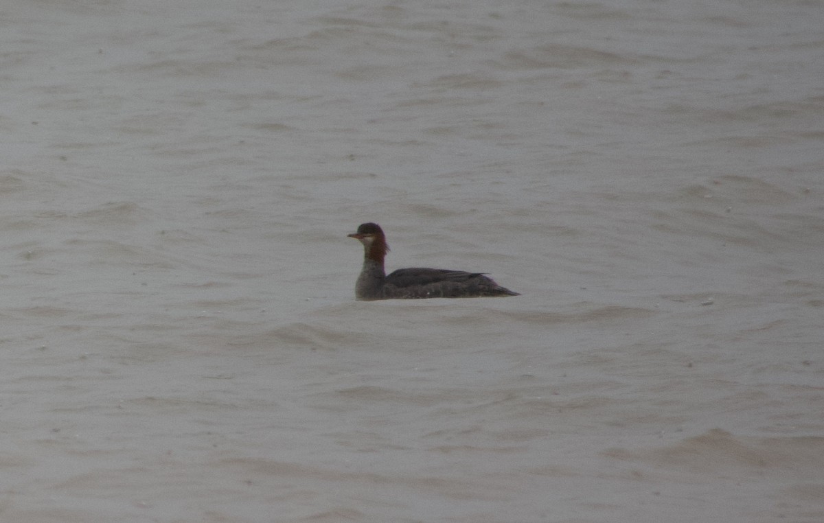 Red-breasted Merganser - ML612801100