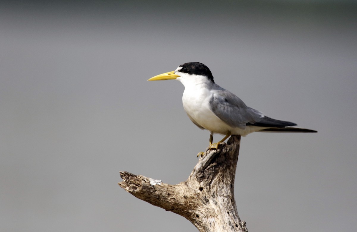 Yellow-billed Tern - ML612801177