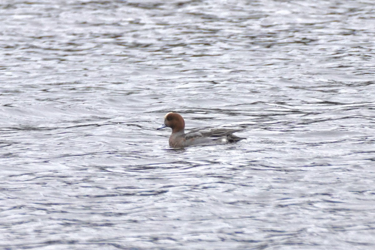 Eurasian Wigeon - ML612801239