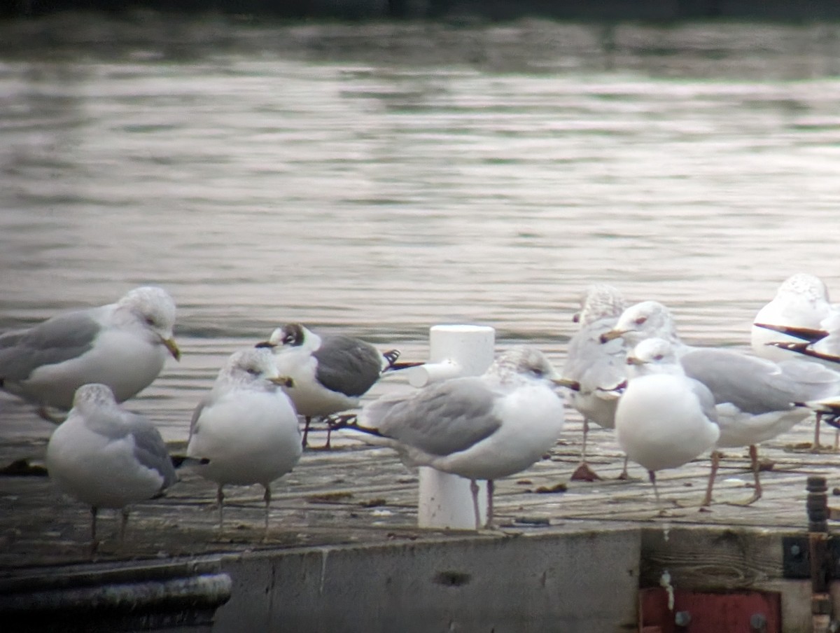 Franklin's Gull - ML612801269