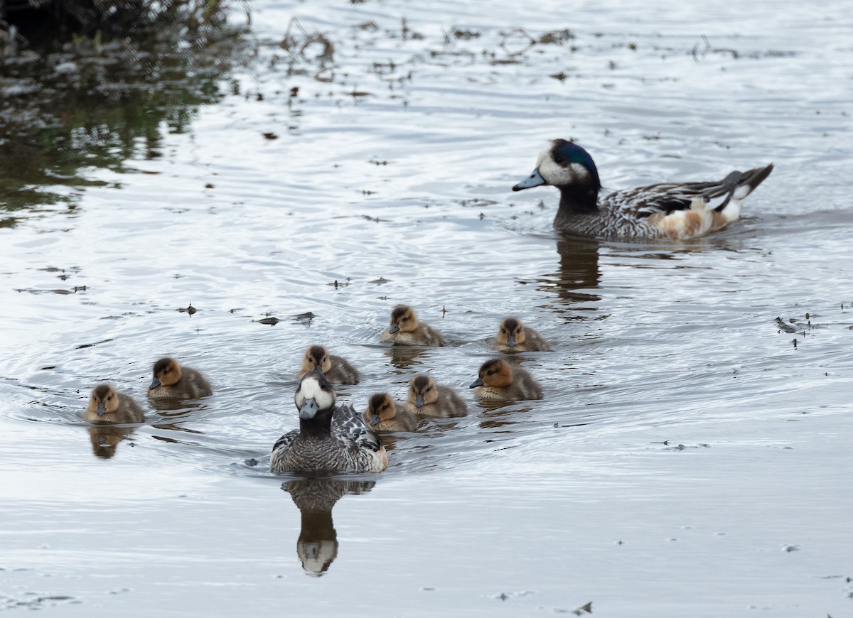 Chiloe Wigeon - ML612801308